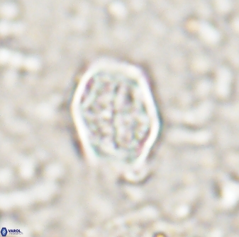 Corollithion completum 14129