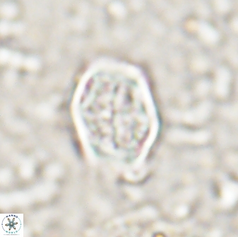 Corollithion completum 14129