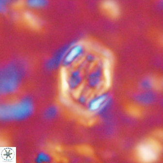 Corollithion completum 14120