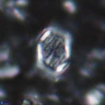 Corollithion completum 14121