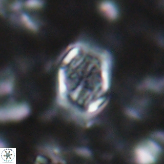 Corollithion completum 14121