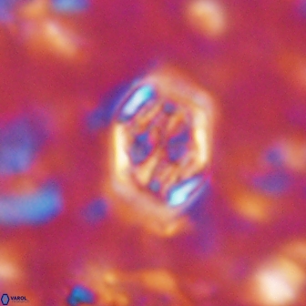 Corollithion completum 14122