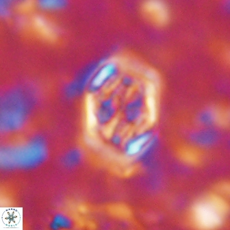 Corollithion completum 14122