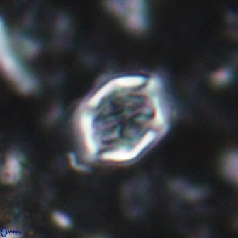 Corollithion completum 14123