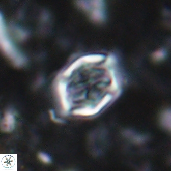 Corollithion completum 14123