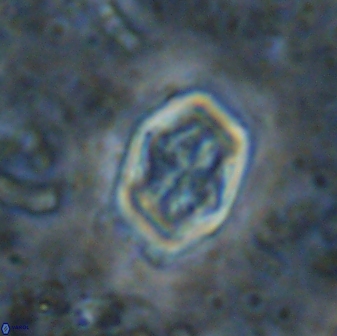 Corollithion completum 14130