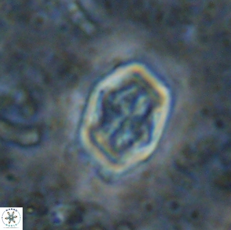 Corollithion completum 14130