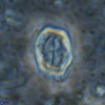 Corollithion completum 14131