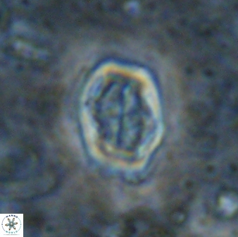 Corollithion completum 14131