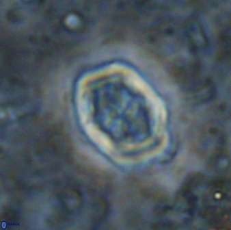 Corollithion completum 14132