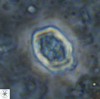 Corollithion completum 14132