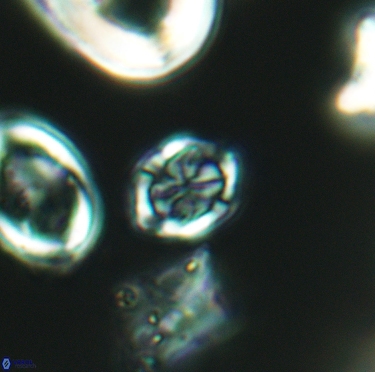 Corollithion completum 3406