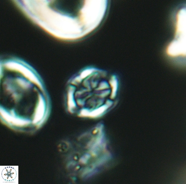 Corollithion completum 3406