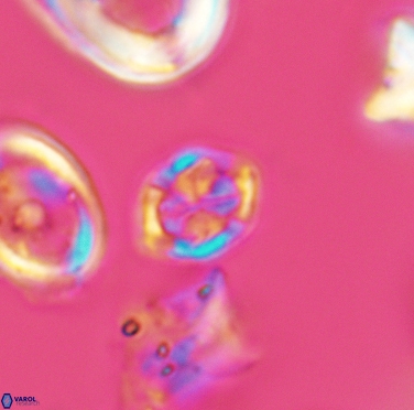 Corollithion completum 3407