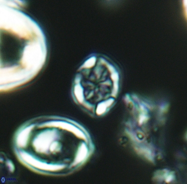 Corollithion completum 3408