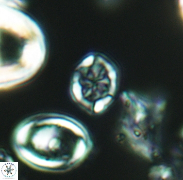 Corollithion completum 3408