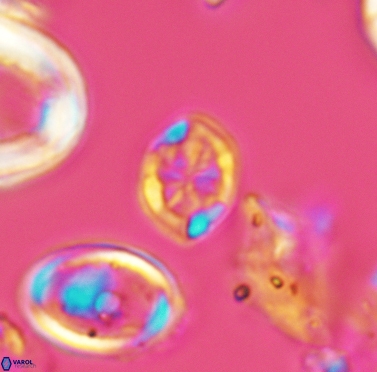 Corollithion completum 3409