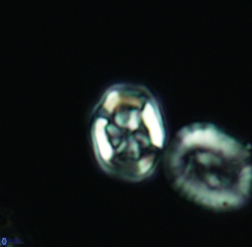 Corollithion completum 3312