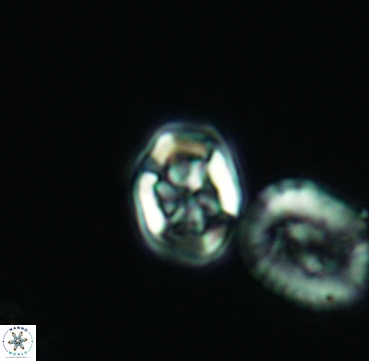 Corollithion completum 3312
