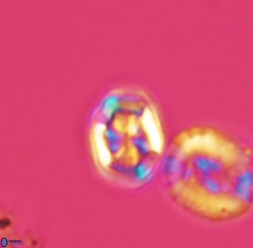 Corollithion completum 3313