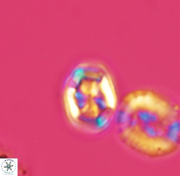 Corollithion completum 3313
