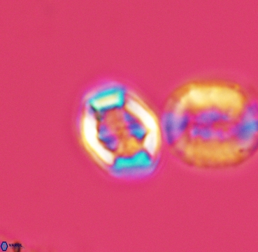 Corollithion completum 3314