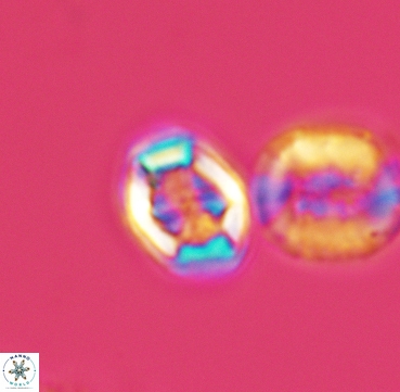 Corollithion completum 3314
