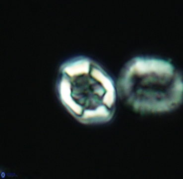 Corollithion completum 3315