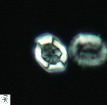 Corollithion completum 3315