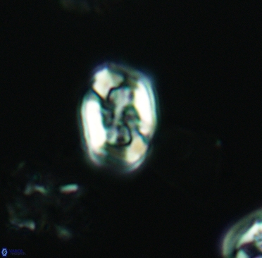 Corollithion completum 3373