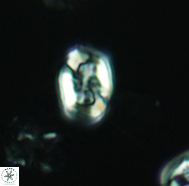 Corollithion completum 3373
