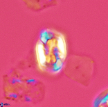 Corollithion completum 3374