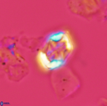 Corollithion completum 3375