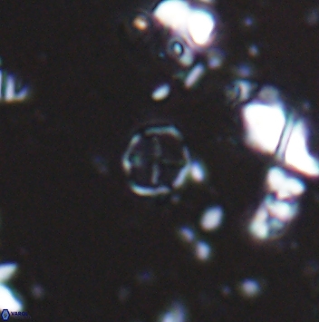 Corollithion baldiae 7471