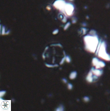 Corollithion baldiae 7471