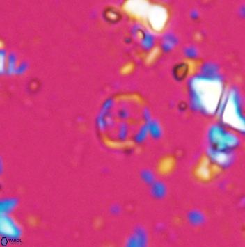 Corollithion baldiae 7472