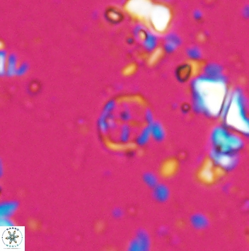 Corollithion baldiae 7472