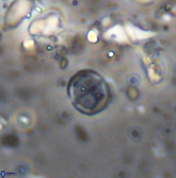 Corollithion baldiae 7473