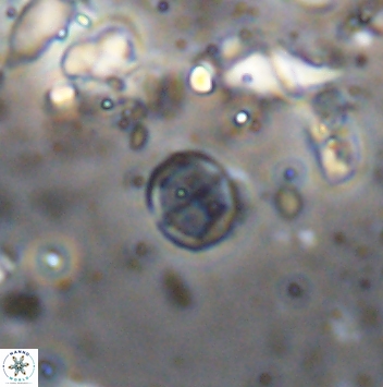 Corollithion baldiae 7473