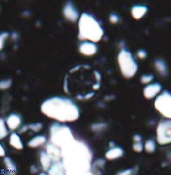 Corollithion baldiae 7516