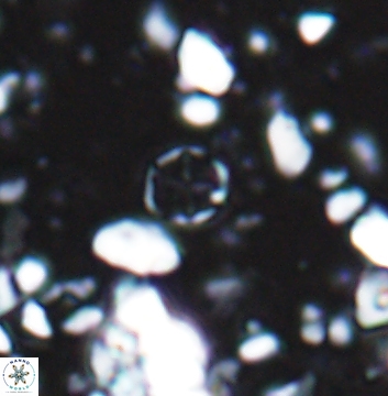 Corollithion baldiae 7516