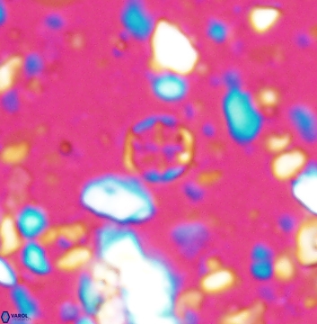 Corollithion baldiae 7517