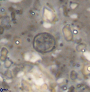 Corollithion baldiae 7518