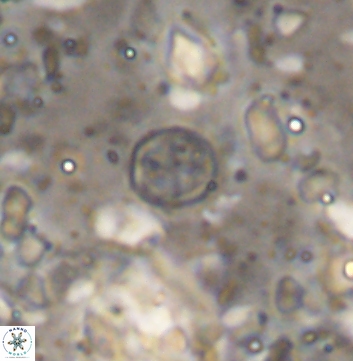 Corollithion baldiae 7518