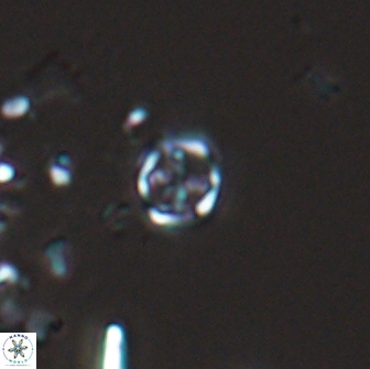 Corollithion baldiae 18591