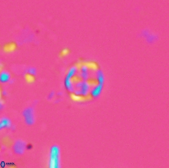 Corollithion baldiae 18592