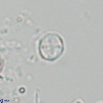 Corollithion baldiae 18593