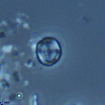 Corollithion baldiae 18594