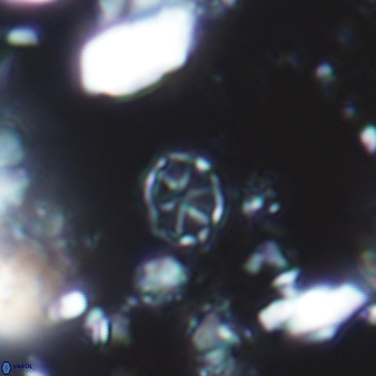 Corollithion exiguum 759