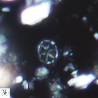 Corollithion exiguum 759